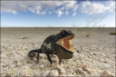 Ce caméléon noir se prélasse tranquillement sous le soleil du désert du Namib. Comme son nom l'indique, ce désert se situe...