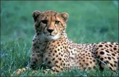 Lequel de ces félins est le plus rapide ?