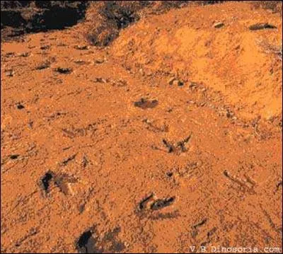 Où les dinosaures nous ont-ils laissé le plus d'empreintes fossilisées dues à leurs pattes ?