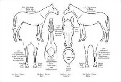 Quelles sont les trois étapes de l'identification du cheval ?