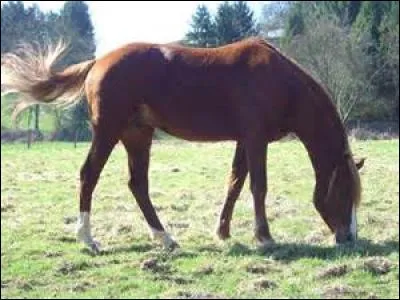 Quels sont les 5 types d'apports alimentaires nécessaires au cheval ?