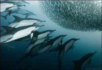 D&eacute;clamez un extrait du Cid, de Corneille !