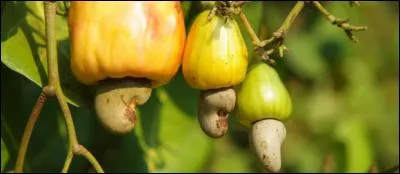 Identifiez ce fruit !