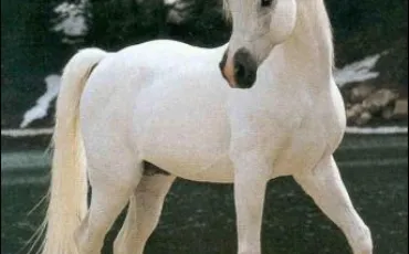 Quiz Galop 3