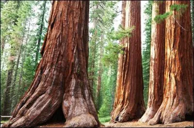 C'est à "Kings Canyon & Sequoia National Park" que vous trouverez les plus beaux séquoias géants. Dans quel Etat se trouve ce parc ?