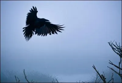 "Un corbeau, ça vole". Qui a dit cette phrase ?