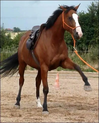 Qu'effectue le cheval comme figure de dressage ?
