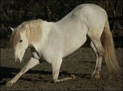 Qu'effectue le cheval comme figure de dressage ?