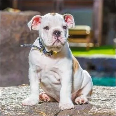 Comment s'appelle le chien de Mélanie dans Les Anges 8 ?