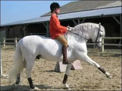 Comment appelle-t-on "monter sans selle" ?