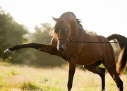 Quiz Particularits des races de chevaux
