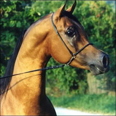 Quelle est cette forme de tête ?