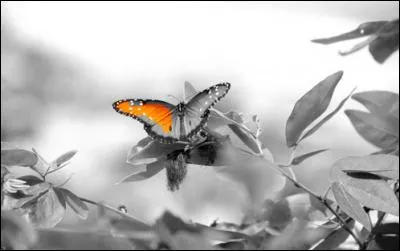 De qui sont les paroles "Je t'envoie comme un papillon à une étoile, quelques mots d'amour" ?