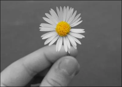 Qui chantait "Je te dirai ces mots stupides, je t'aime" ?