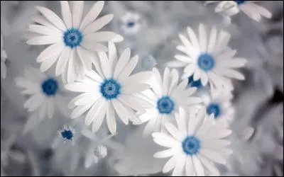 Si je vous demandais de quelle couleur étaient les mots de Christophe, vous trouveriez mon quiz simpliste ! Alors, dans le square, que font les fleurs ?