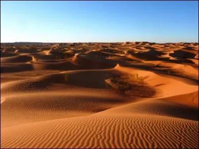 Le pur-sang arabe vient...