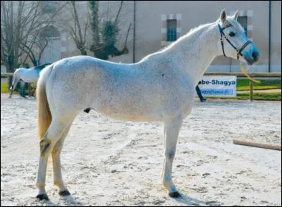 Quelles sont les robes autorisées pour cette race de cheval ?