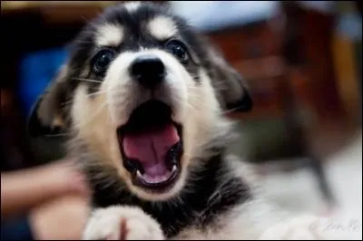 Quel est le nom de son chien ?