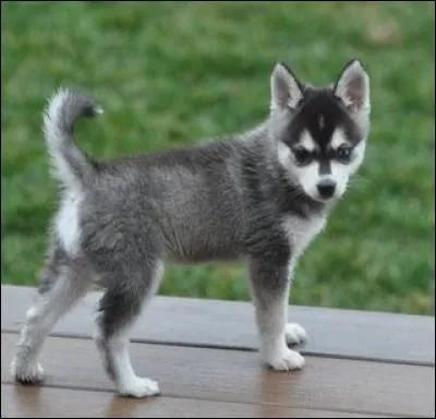 Combien a-t-il animaux ?