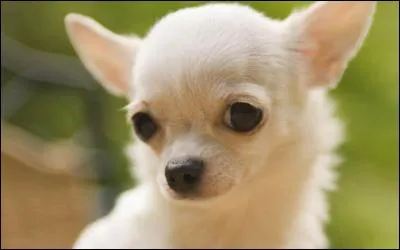 Ce chien appartient à la race des...