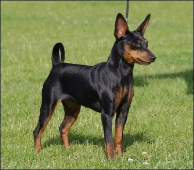 Quelle est la race de ce chien ?