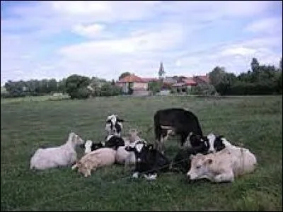 Derrière ces vaches, vous avez Gélacourt. Village lorrain du Lunévillois, dans le canton de Baccarat, il se situe dans le département ...