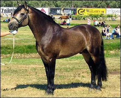 Quelle est la robe de ce poney ?