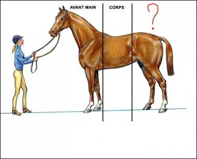 Comment s'appelle la partie arrière du cheval ?