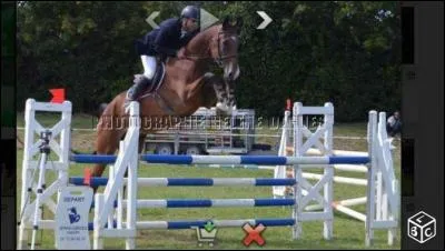 La robe de ce cheval est :