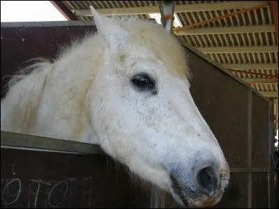 Quelle est cette robe ?