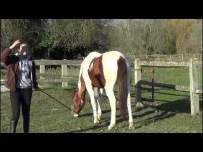 Quelle est cette jument?