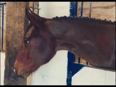 Patou est le chouchou de...