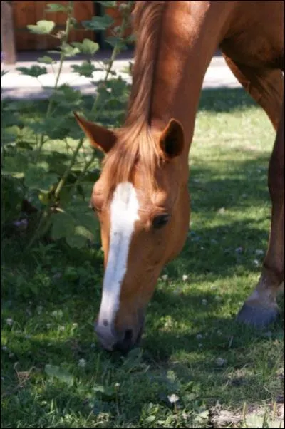 Comment appelle-t-on cette tache?