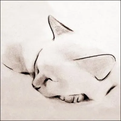 Variété de chou originaire d'Italie :