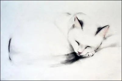 Rangées de poils raides sur la face interne des pattes postérieures de l'abeille ouvrière, destinées à recueillir le pollen :