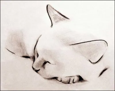 Genre de plantes tropicales américaines :