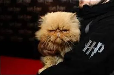 Quel animal Hermione a-t-elle ?