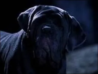 Ce chien de Rubeus se nomme :