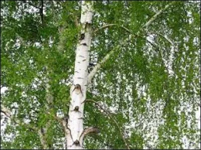 Lequel de ces arbres a le tronc blanc ?