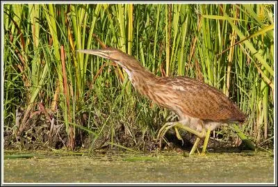 Comment s'appelle cet animal ?