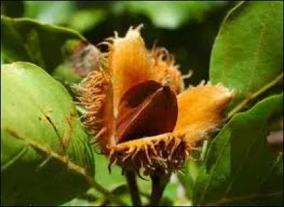 Quel est le fruit du hêtre ?
