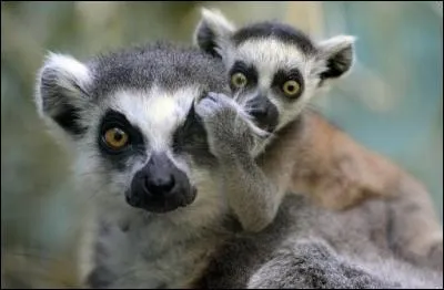 Vous avez évidemment reconnu cet animal, mais combien de "R" dois-je écrire pour bien orthographier ce dernier ?