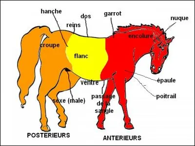 Comment appelle-t-on la partie en rouge ?