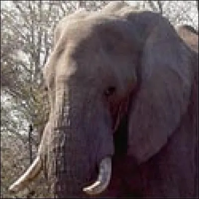 Combien y a-t-il de lettres "E" dans le nom de cet animal ?