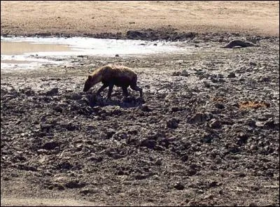 Quel est le nom de cet animal ?