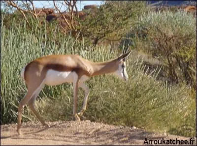 Quel est le nom de cet animal ?