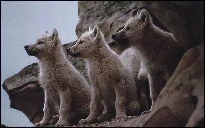 Parmi ces trois animaux, lequel n'est pas un loup ?