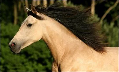 Comment s'appelle cette robe ?