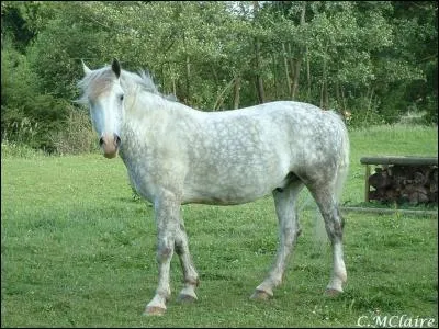 Quelle couleur de robe a-t-il?