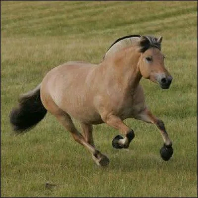 Comment s'appelle la race de ce poney?